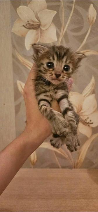 Отдам котенка в добрые руки
