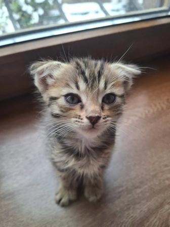 Отдам котенка в добрые руки