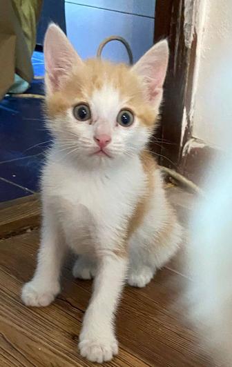 Отдам котят в добрые ручки