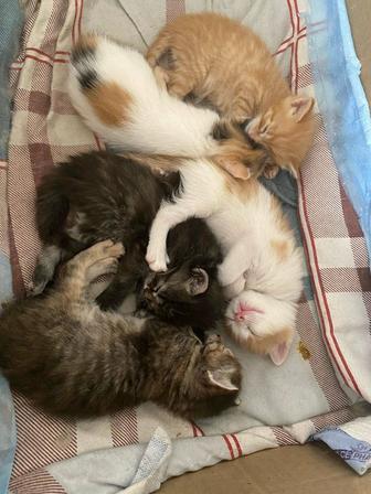 Отдам котят в добрые ручки