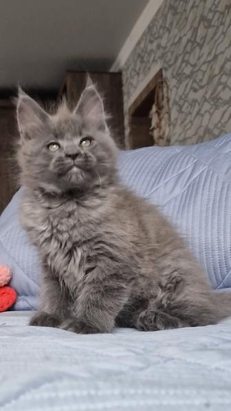 Мейн-кун котенок