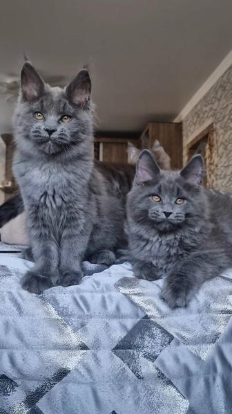 Котята мейн-куны голубой дым.
