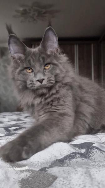 Котята мейн-куны голубой солид.