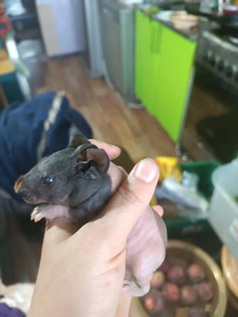 Скинни морская голая свинка