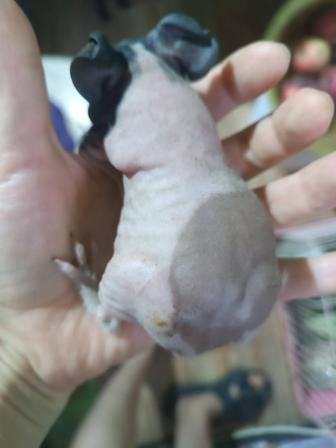 Скинни морская голая свинка