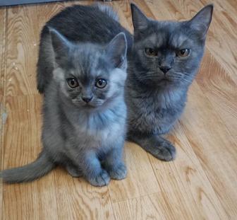 продаются котята скоттиш страйт