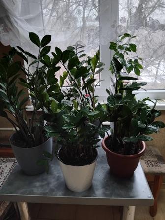 Продаю цветы