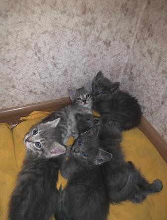 Отдам котят в добрые руки
