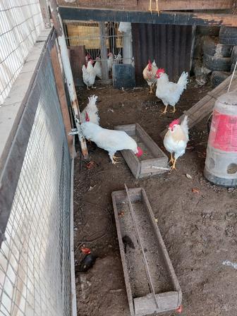 Продам 5 месячных петушков леггорн .крупные здоровые не стандарт.