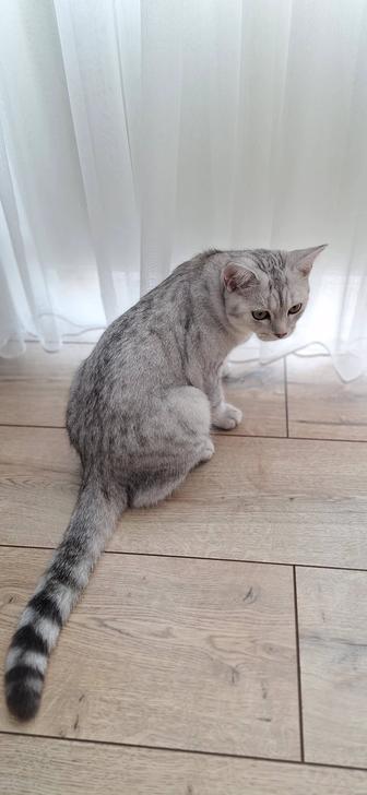 Котик