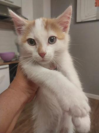 Отдам котенка в хорошие добрые руки, мальчик, 2 месяца