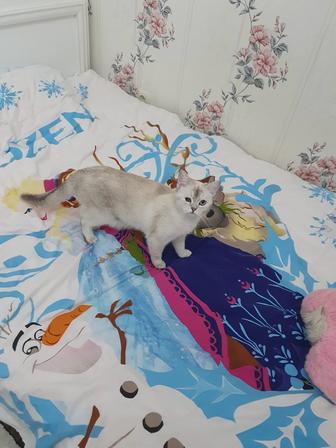 Отдам кошку бесплатно