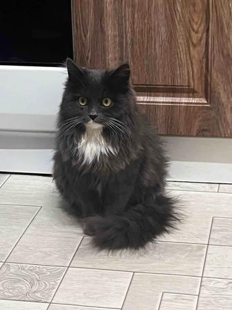 Отдам котенка