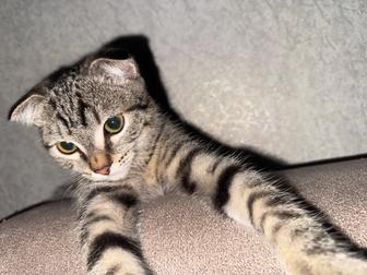 кот