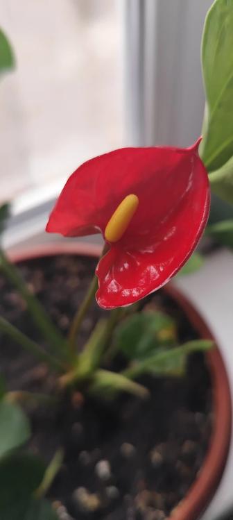 Продам Антуриум (Anthurium), который часто называют мужским счастьем