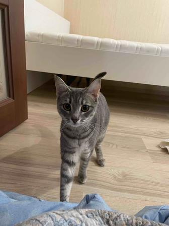 Отдам кошечку в добрые руки