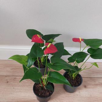 Комнатные цветы