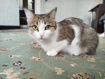Отдаю кошку в добрые руки