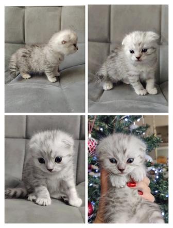 Шотландские котята