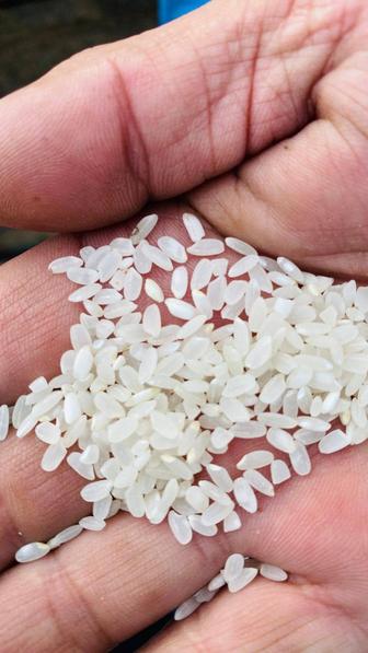 Рис Камолино