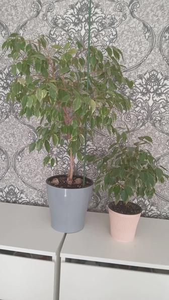 Домашние цветы фикус