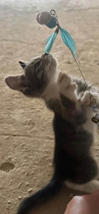 Котята