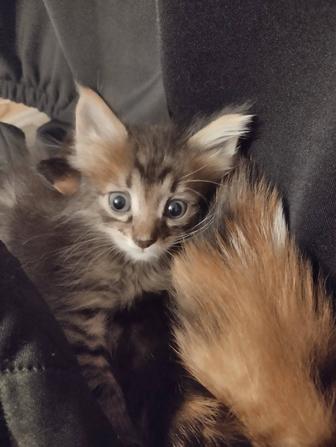 Отдам котят в добрые руки