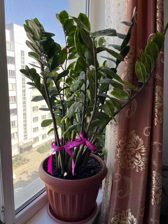 Продается долларовое дерево!