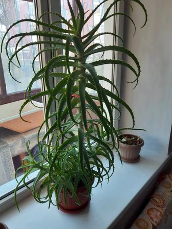 Продам алоэ лечебный возраст 3 года