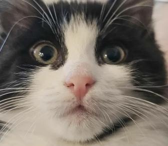 Котята в ответственные руки