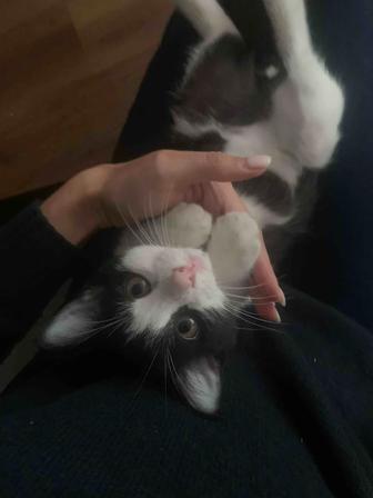 Котята в ответственные руки