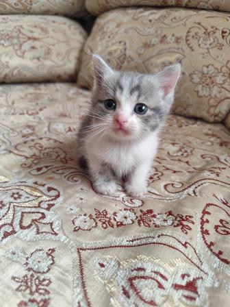 Отдам котенка
