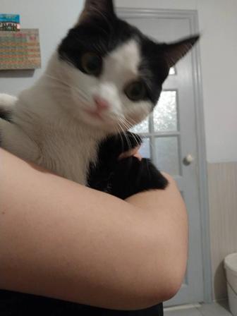 Отдам кошку в хорошие руки