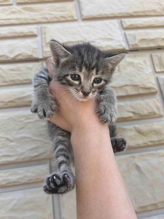 Котята в добрые руки. Читать внимательно описание