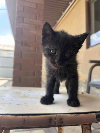 Котята в добрые руки. Читать внимательно описание