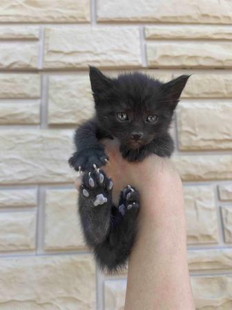 Котята в добрые руки. Читать внимательно описание