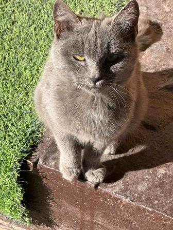 Продается котенок