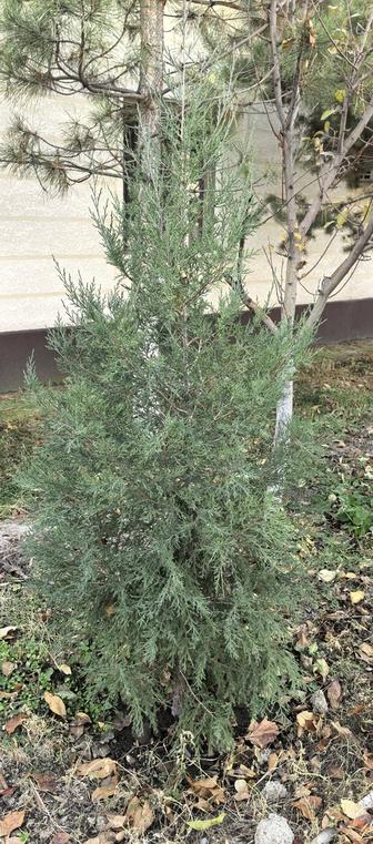 Продается можжевельник