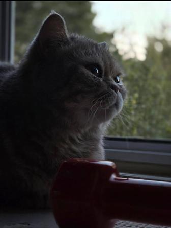 Отдам кошку в хорошие руки