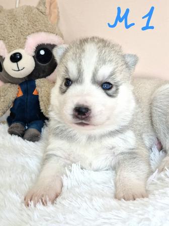 Шикарные малыши от Чемпионов!