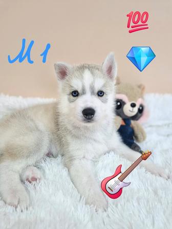 Скидки к Новому году! Шикарные малыши от Чемпионов!