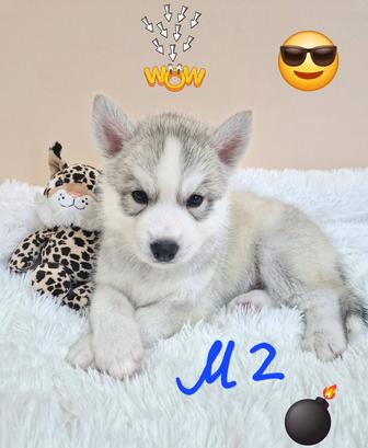 Скидки к Новому году! Шикарные малыши от Чемпионов!