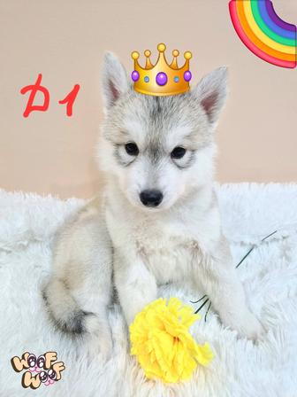 Шикарная девочка Сибирский хаски от Чемпионов!