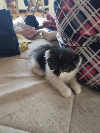 Отдам в добрые руки котейку