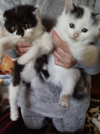 Отдам в добрые руки котейку