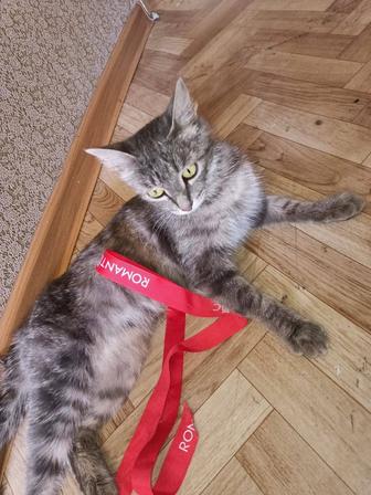 Кошка в добрые руки
