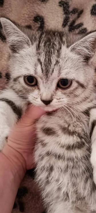 Кошечка