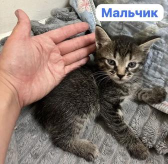 Отдам котят в добрые руки