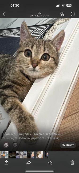 Отдадим котенка в надежные руки