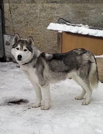 Отдам собаку хаски